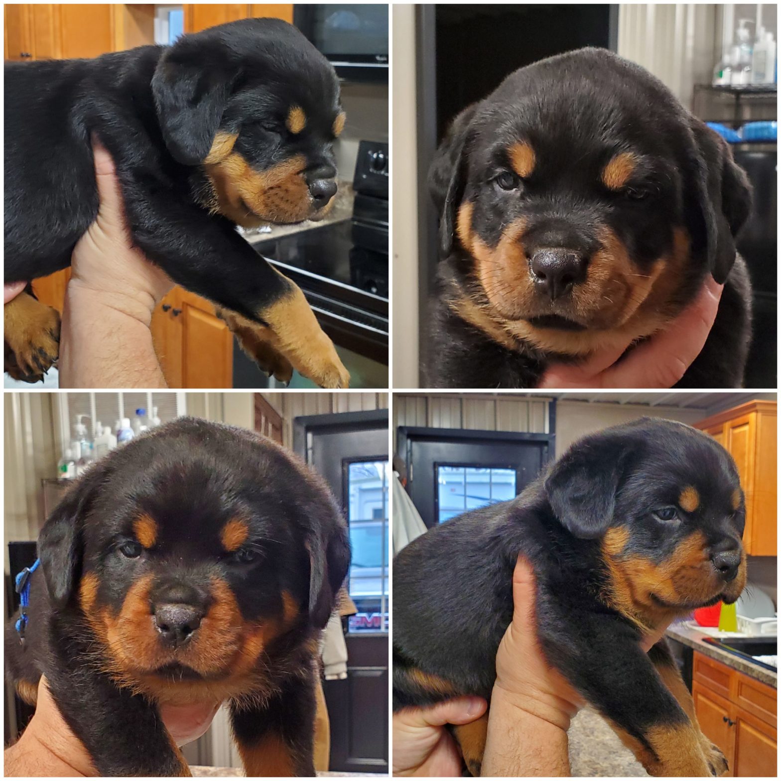 Swope's Kennel Rottweilers Champion Bloodline Rottweilers